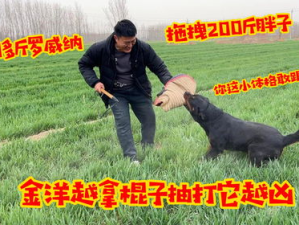 防暴犬厉害吗,强大力量与忠诚守护的完美结合”