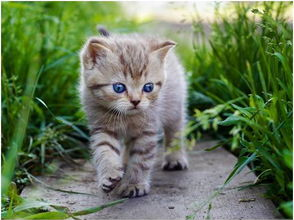 娱乐吃瓜酱给猫照相,猫咪写真集